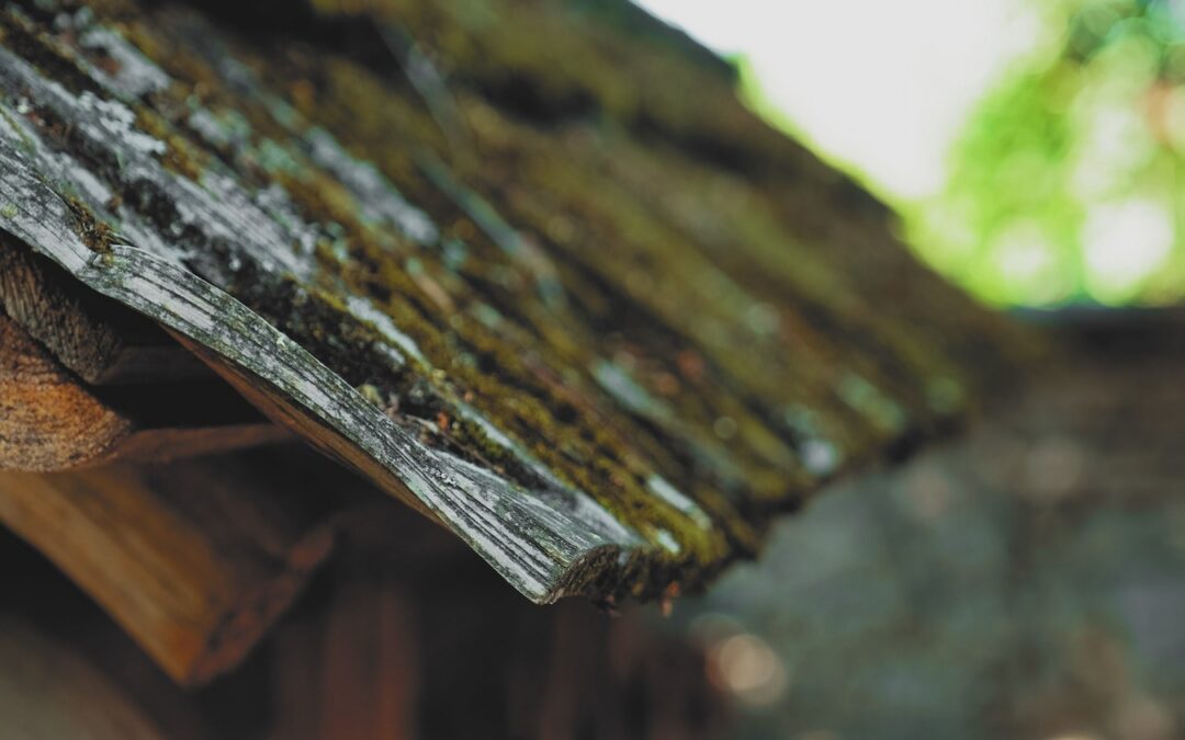 Mold on Shingles: How To (Remove & Prevent)