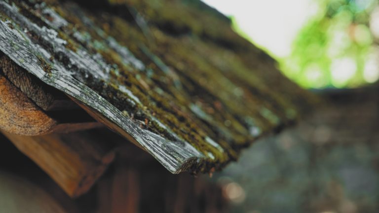 mold on shingles wood roof