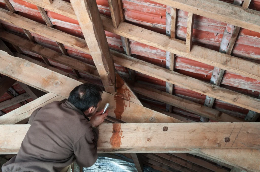 man checks attic for roof leak