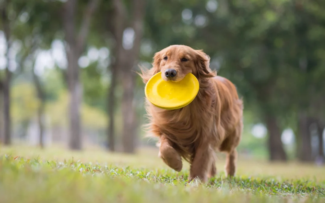 8 Best Dog Parks in Louisville KY
